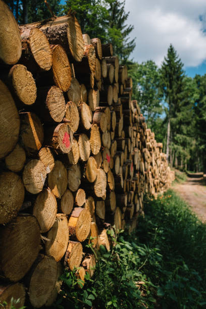 istock firewood in the middle of the forest 1274808800