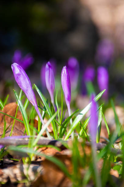 istock purple crocus flowers on the forest glade 1274808828