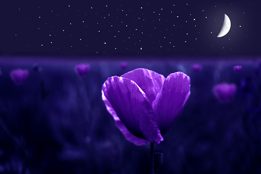 A beautiful purple flower growing in the field against the background of the night starry sky.