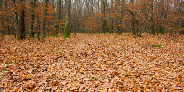 istock forest and fallen foliage in november 1274808972