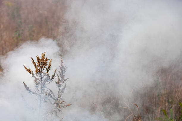 Fire in the meadow, billowing thick smoke, farmers burning dry grass contributes to global warming