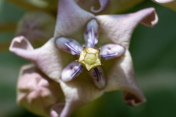 Macro of Crown Flower or Calotropis Gigantea in Horizontal Orientation. It Is Perfect for Wallpaper.
