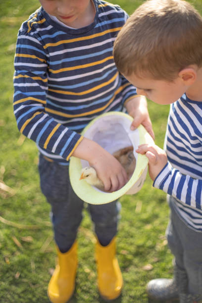 istock Two brothers holding a hat with two cute chickens inside 1274819089