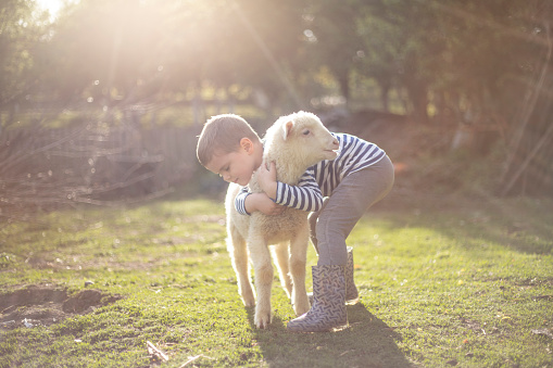 Portrait of a little boy hugging a lamb in the backyard.