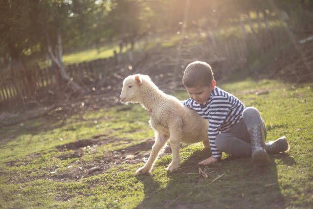 istock Cute boy playing with a lamb in the village 1274822097
