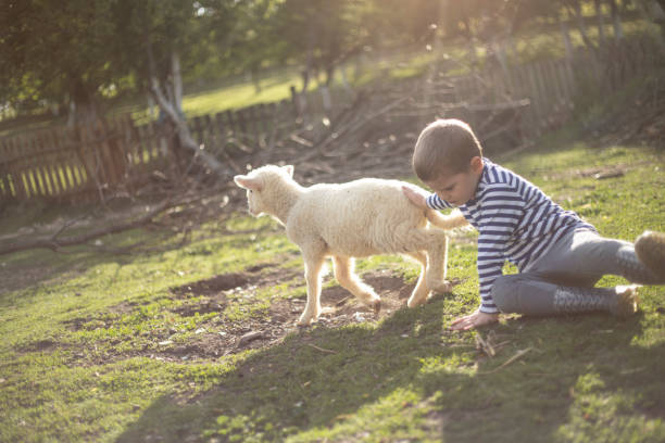 istock Boy playing with a little lamb 1274822141