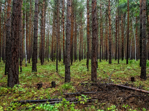 istock young pine forest in autumn, straight pines 1274849017