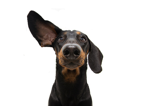 Perro dachshund atento y escuchando con una oreja hacia arriba. Aislado sobre fondo blanco. photo
