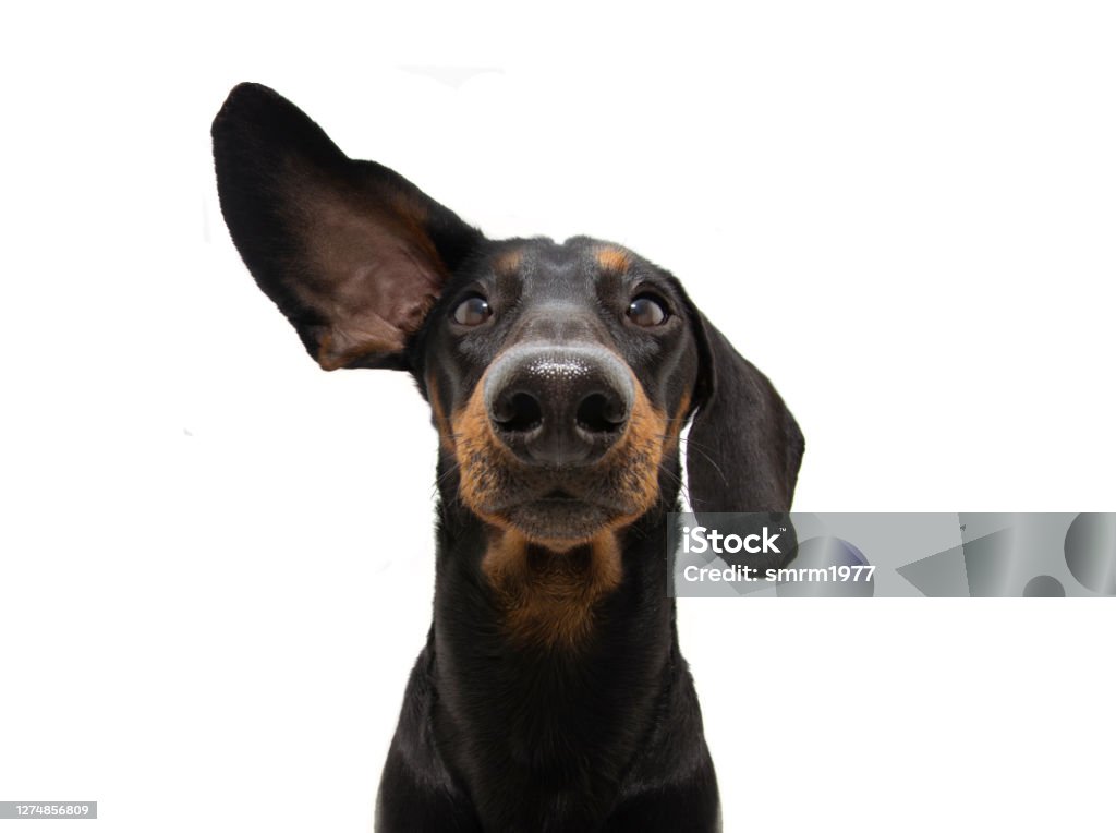 Attentive and listening  dachshund dog with one ear up. Isolated on white background. Dog Stock Photo