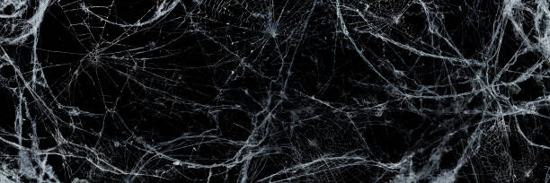 Spooky Cobweb In The Darkness - Halloween Background