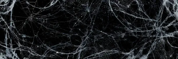 Photo of Spooky Cobweb In The Darkness - Halloween Background