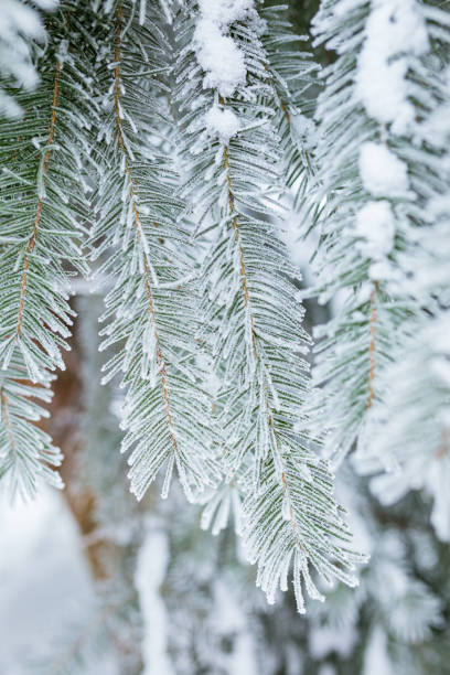 istock Hoarfrost in spruce tree branches at winter 1274859489