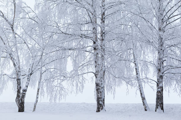 istock Trees covered in frost snow at winter 1274859798