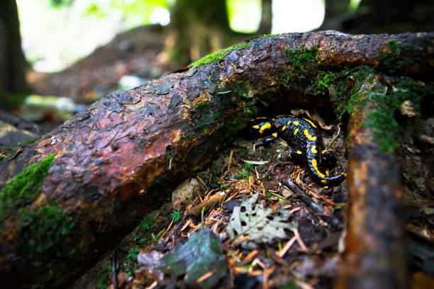 istock yellow spotted salamander in forest 1274859893