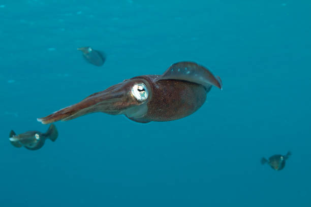 istock Caribbean reef squid,Sepioteuthis sepioidea, 1274867690