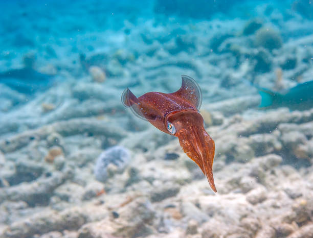 istock Caribbean reef squid,Sepioteuthis sepioidea, 1274869055