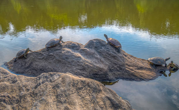 istock painted turtle,Chrysemys picta 1274869147