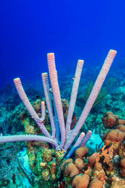 istock Caribbean coral garden 1274869283