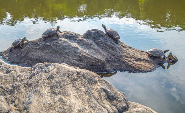 istock painted turtle,Chrysemys picta 1274869817