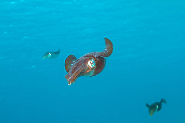 istock Caribbean reef squid,Sepioteuthis sepioidea, 1274869954