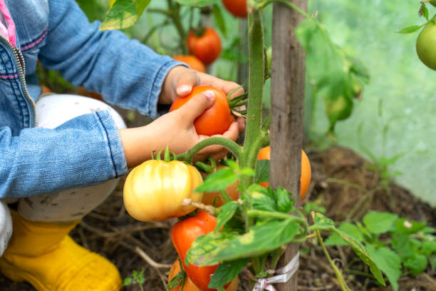 子供が枝から熟したトマトを選ぶ - vegetable garden ストックフォトと画像