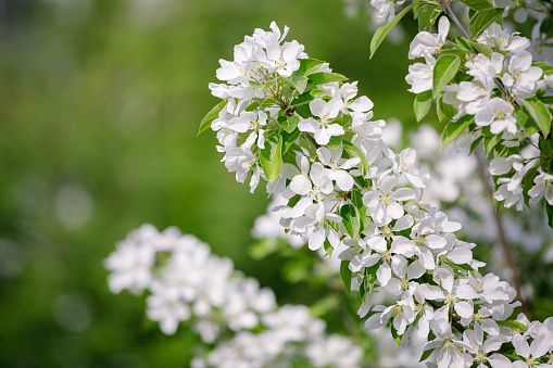 Beautiful apple tree flowering in city park close-up