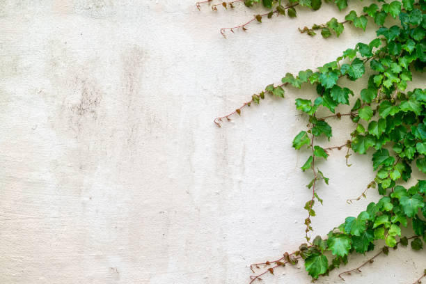 istock Summer green Ivy leaf and white concrete wall background 1274872640