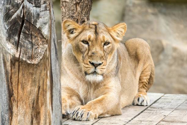 istock Female lion lying and resting on sunny day 1274876771