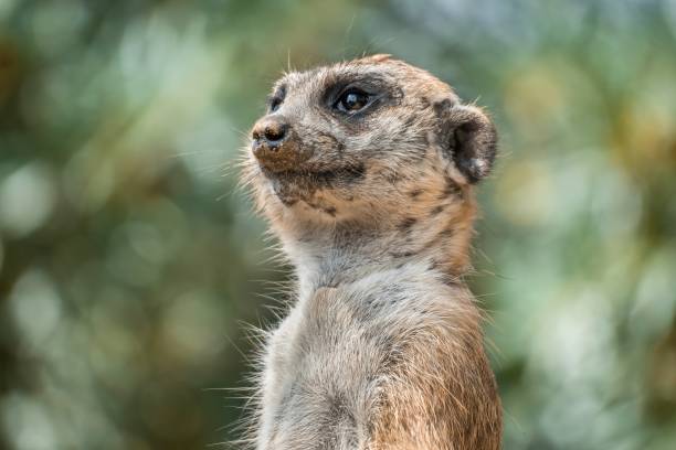 istock Standing meerkat watching around - guarding concept 1274877400