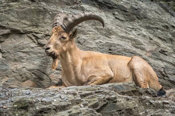 istock Ibex on the rock mountain is lying and resting 1274877954