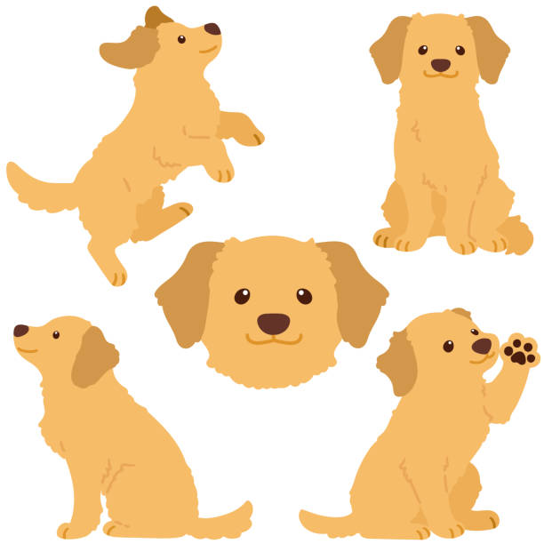 zestaw uroczych płaskich kolorowych ilustracji golden retriever - golden retriever dog retriever waiting stock illustrations