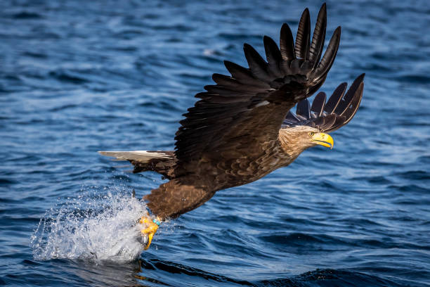 istock Great portrait of the whitetail eagle while catching the fish. 1274886863