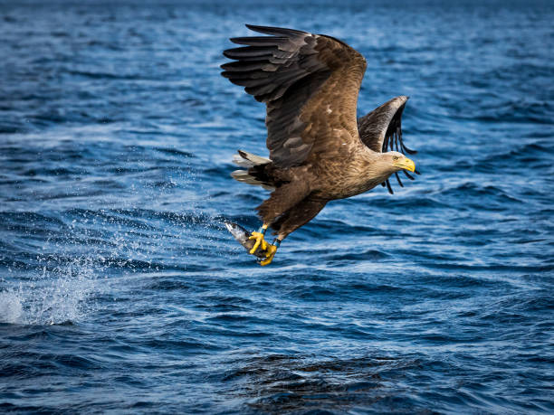 istock Whitetaile Eagle flying home after catching the fish. 1274887173