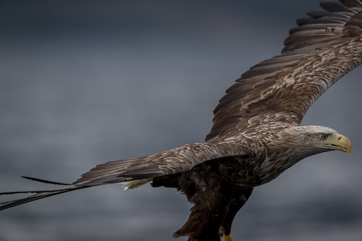 Eagle flying in the sky on Vancouver Island.