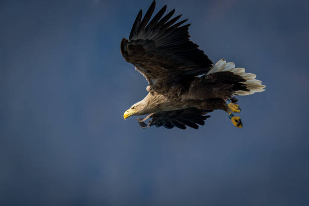 istock Whitetaile Eagle in the air and have the eyes focus on something. 1274887692