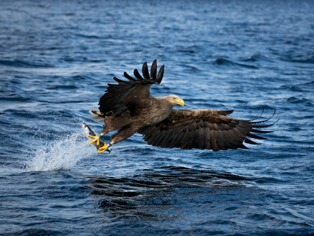 Whitetaile Eagle with super great catch. REKDAL, NORWAY - 2019 April. Whitetaile Eagle with super great catch. eye catching stock pictures, royalty-free photos & images