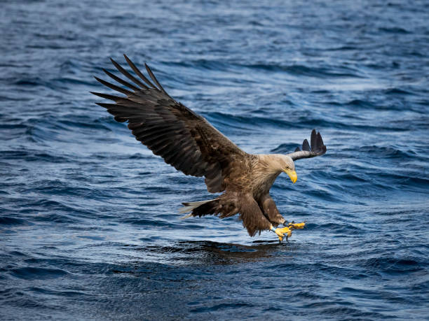 istock Whitetaile Eagle navigate and catch the fish in super high speed. 1274887788