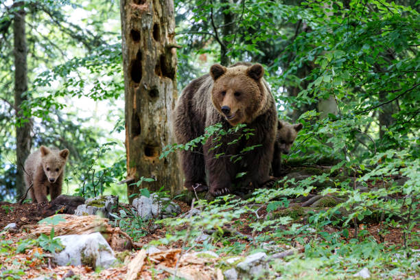istock Wild brown bear mother with her cubs 1274888003