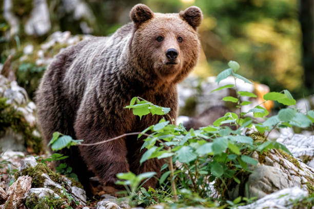 istock Wild brown bear mother with her cubs 1274888710