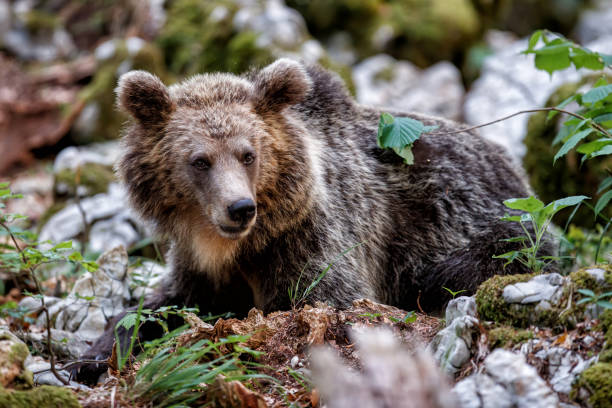istock Brown bear - close encounter with a big female wild brown bear 1274888768