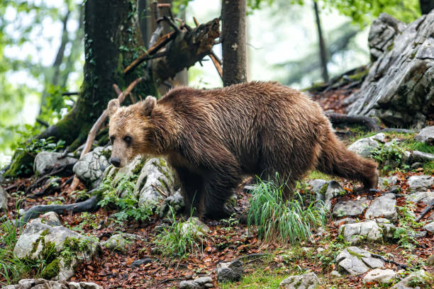 istock Wild brown bear walking in the forest and mountains 1274888799
