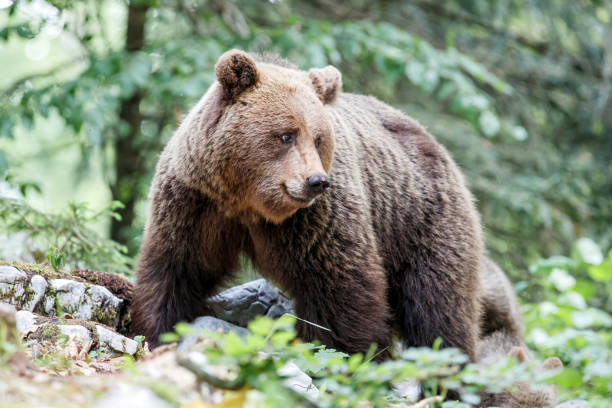 istock Wild brown bear mother with her cubs 1274888808