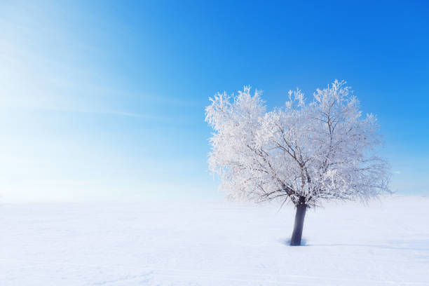 istock Frozen trees and branches . Beautiful white winter 1274897386