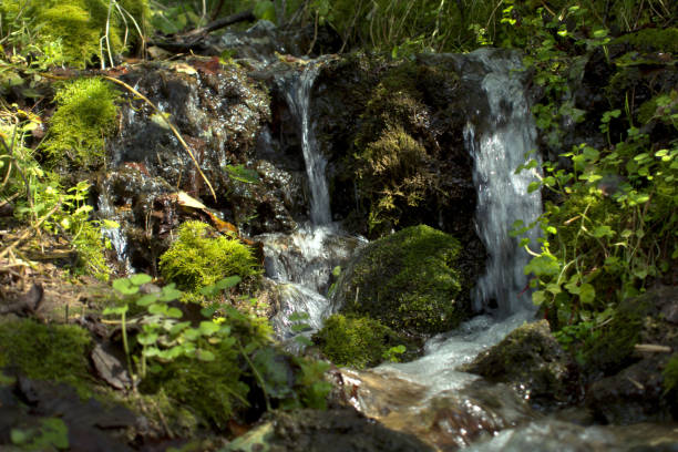 istock A stream in the forest on a summer day. 1274898661