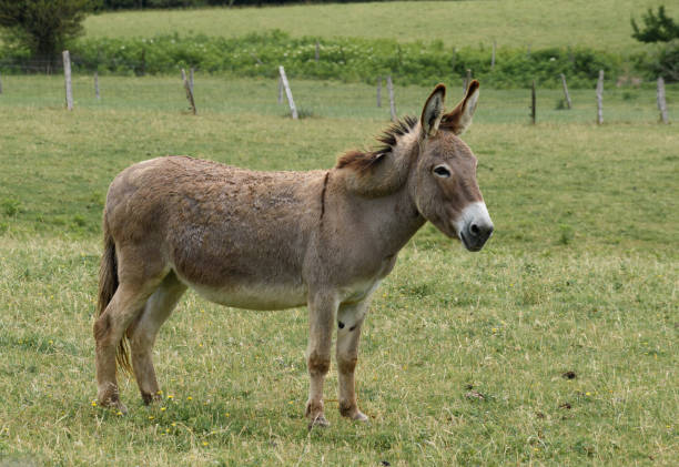 istock brown donkey from the side facing forward to the right of the photo, on the grass 1274907607
