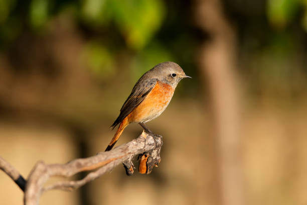 Portrait of the common redstart The common redstart sits on a branch against a bright blurred background in the morning sun. Close-up photo male common redstart phoenicurus phoenicurus stock pictures, royalty-free photos & images