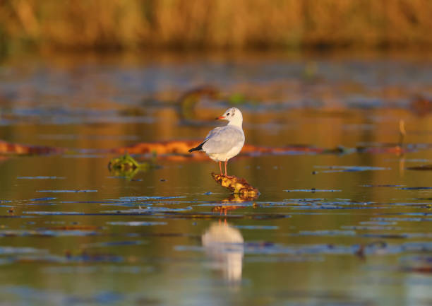 mañana la gaviota cabeza negra - common black headed gull fotografías e imágenes de stock