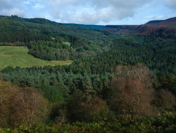 istock North York Moors with pine forest and trees in autumn. Levisham, UK. 1274928253