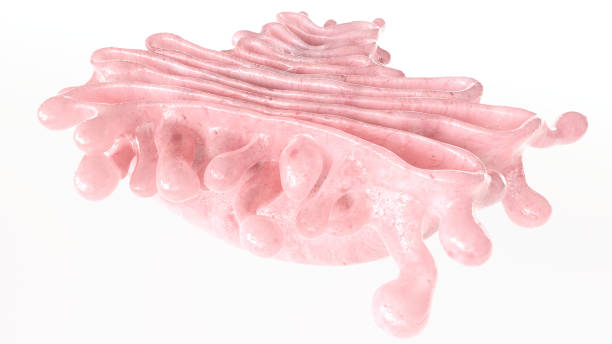 istock Golgi Apparatus closeup - 3D Rendering 1274928940