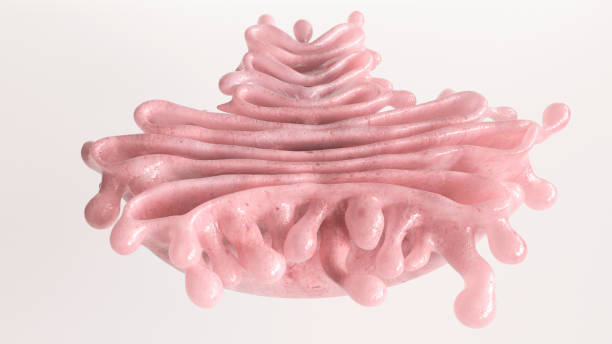 istock Golgi Apparatus closeup - 3D Rendering 1274928956